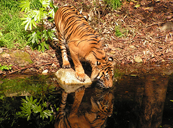 Zoos Victoria Family Membership